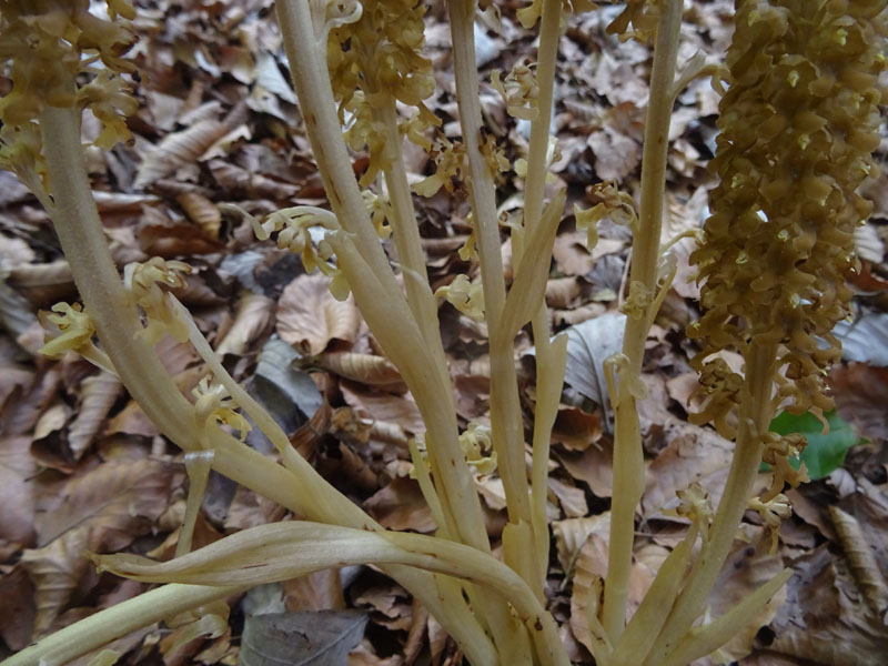 Neottia nidus-avis......dal Trentino